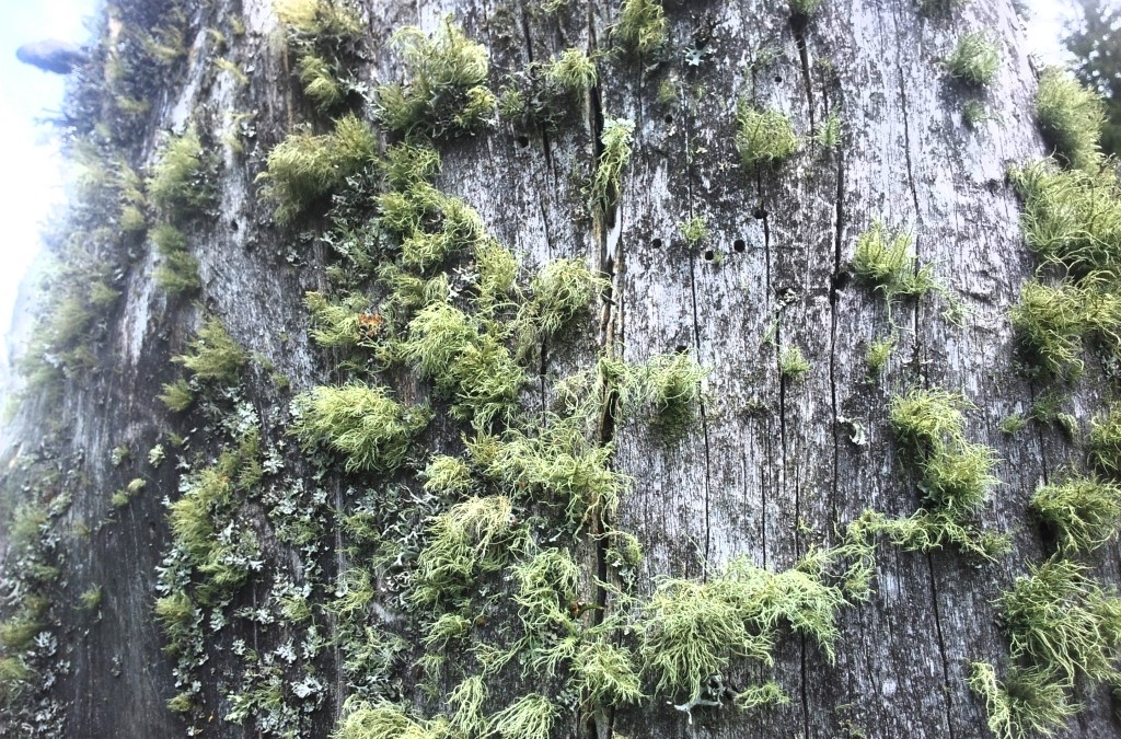 Dekorative Natur.