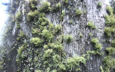 Dekorative Natur.